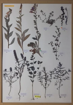 Panel 100a: Plantaginaceae, Orobanchaceae