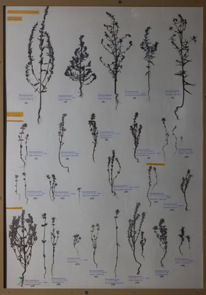 Panel 100b: Orobanchaceae