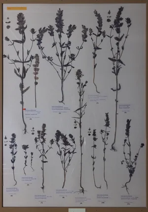 Panel 101a: Orobanchaceae