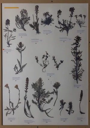 Panel 101b: Orobanchaceae