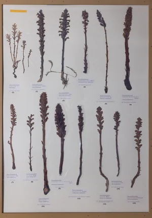 Panel 102a: Orobanchaceae