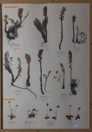 Panel 102b: Orobanchaceae, Lentibulariaceae