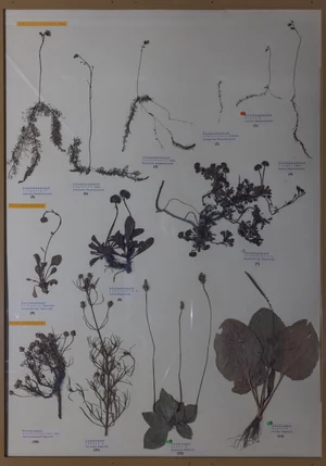 Panel 103a: Lentibulariaceae, Plantaginaceae