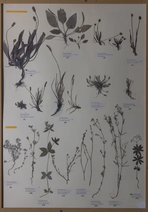 Panel 103b: Plantaginaceae, Rubiaceae