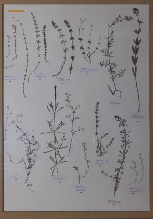 Panel 104a: Rubiaceae