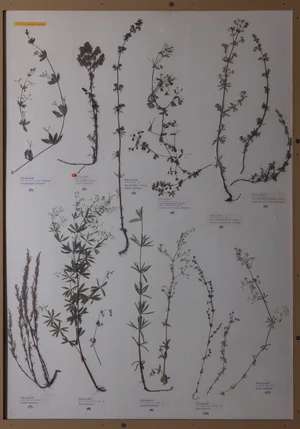 Panel 104b: Rubiaceae