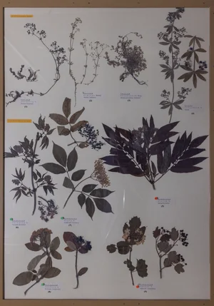 Panel 105a: Rubiaceae, Viburnaceae