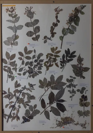 Panel 105b: Caprifoliaceae