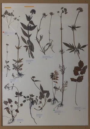 Panel 106a: Viburnaceae, Caprifoliaceae