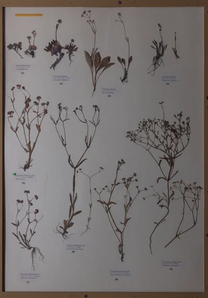 Panel 106b: Caprifoliaceae