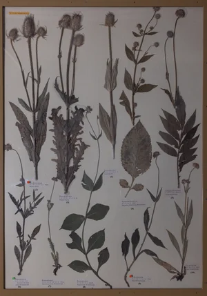 Panel 107a: Caprifoliaceae