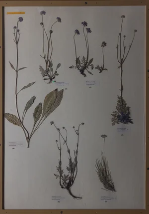 Panel 107b: Caprifoliaceae
