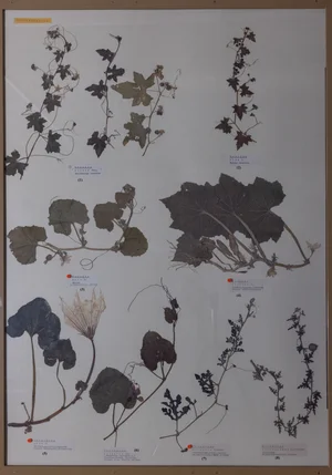 Panel 108a: Cucurbitaceae