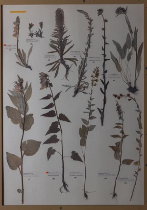 Panel 108b: Campanulaceae