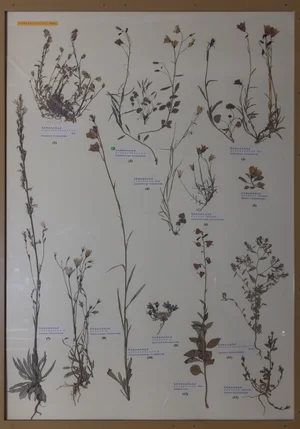 Panel 109a: Campanulaceae