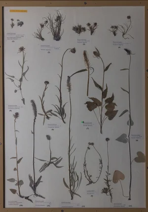 Panel 109b: Campanulaceae