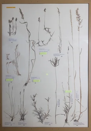 Panel 10a: Poaceae