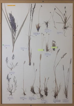 Panel 10b: Poaceae