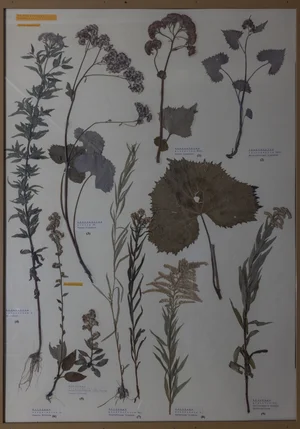 Panel 110a: Asteraceae