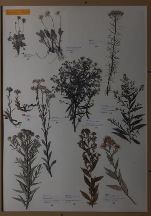 Panel 110b: Asteraceae