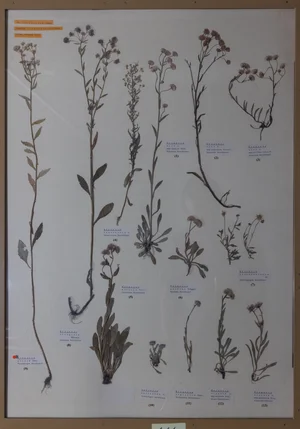 Panel 111a: Asteraceae