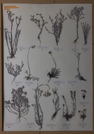 Panel 111b: Asteraceae