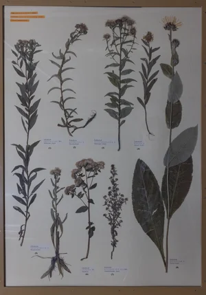 Panel 112a: Asteraceae