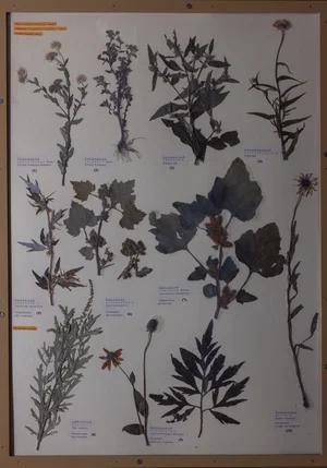 Panel 112b: Asteraceae