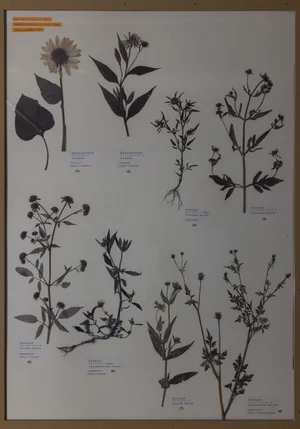 Panel 113a: Asteraceae
