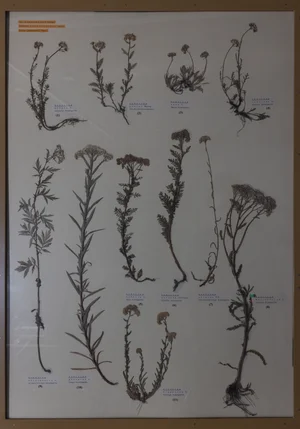 Panel 114a: Asteraceae
