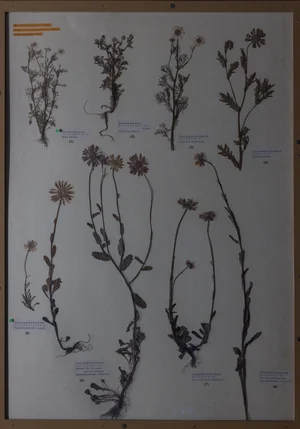 Panel 114b: Asteraceae