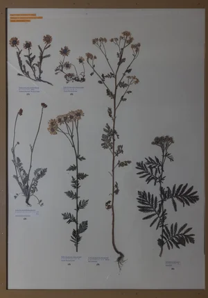 Panel 115a: Asteraceae