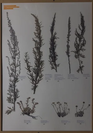 Panel 115b: Asteraceae