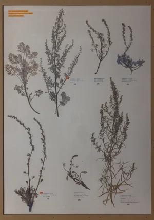 Panel 116a: Asteraceae