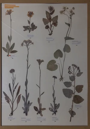 Panel 117a: Asteraceae