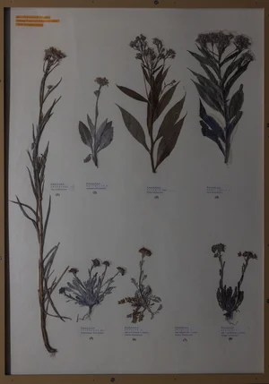Panel 117b: Asteraceae