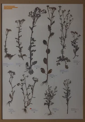 Panel 118a: Asteraceae