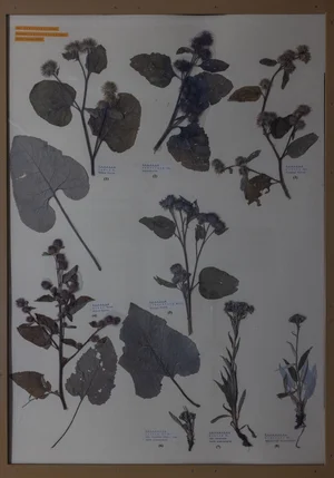 Panel 119a: Asteraceae