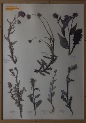Panel 119b: Asteraceae