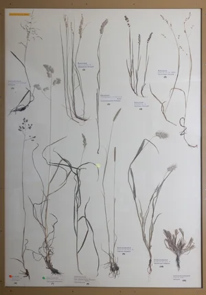Panel 11a: Poaceae
