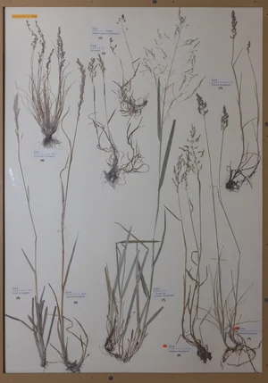 Panel 11b: Poaceae