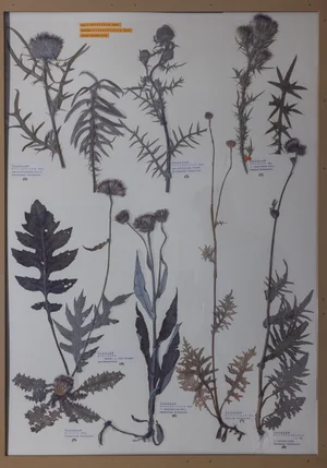 Panel 120a: Asteraceae
