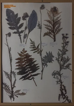 Panel 120b: Asteraceae