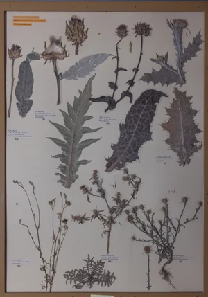 Panel 121a: Asteraceae