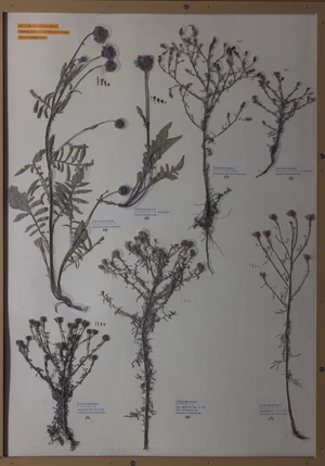 Panel 121b: Asteraceae