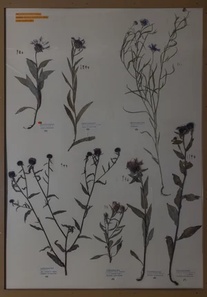 Panel 122a: Asteraceae