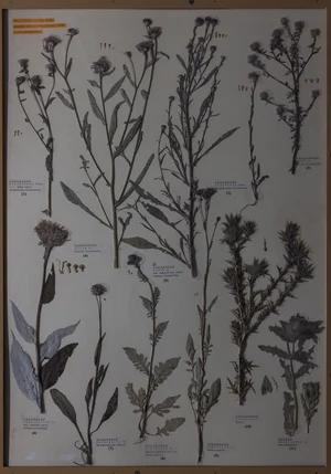 Panel 122b: Asteraceae