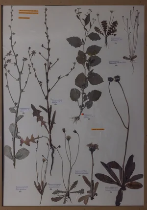 Panel 123a: Asteraceae