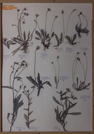 Panel 123b: Asteraceae