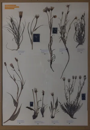 Panel 124a: Asteraceae